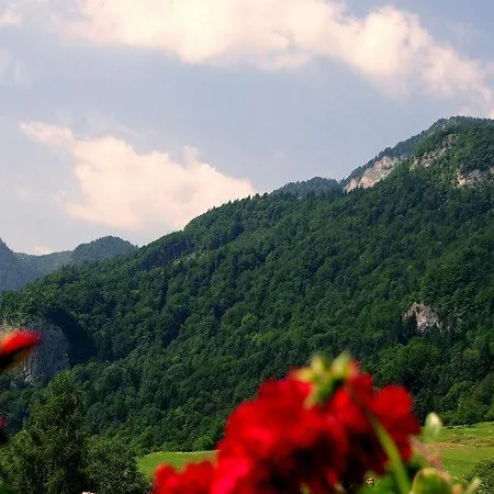Pinus Alpinia Апартаменты *