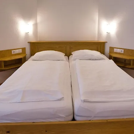 Pinus Alpinia * בוהינסקה בלה